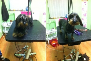 PSIsalon