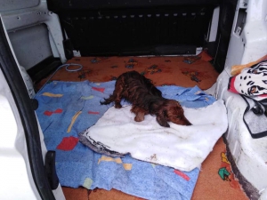 Zbierka pre Arčího