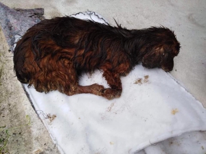 Zbierka pre Arčího