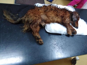 Zbierka pre Arčího