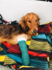 Zbierka pre Arčího