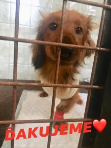 Zbierka pre Arčího