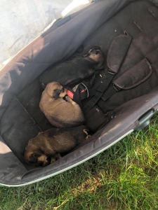 Vyhodené šteniatka pri kontajneri