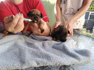 Vyhodené šteniatka pri kontajneri