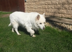 BUCLÍK