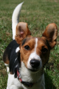 JOGGY