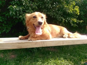 RIČI