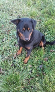 ARES