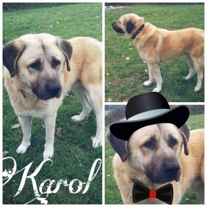 Karol