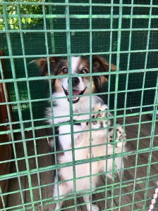RUDY