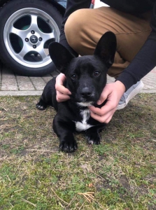 TEODOR