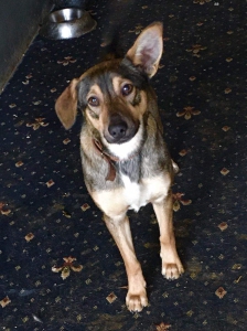 FERKO