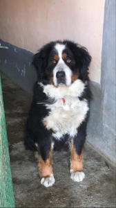 TINA