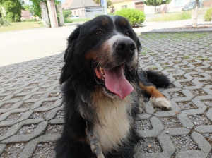ČIKO