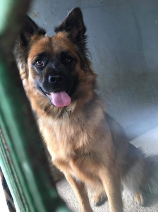 SIMBA