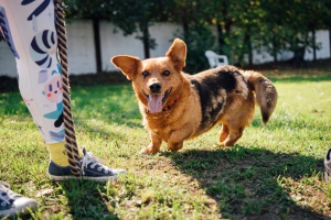 CIRO