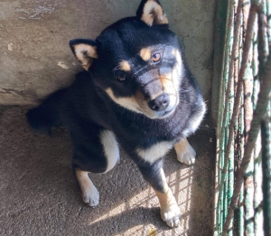 HAČ