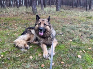 IZI