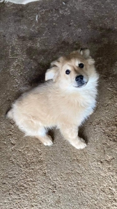 DENNY