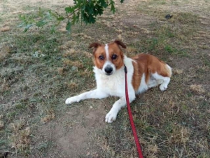 RONY