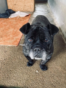 BRUTUS