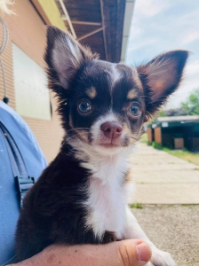 CHARLIE