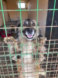 OLAF