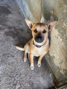 SCOOBY