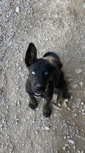 MIA