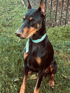 DEXTER