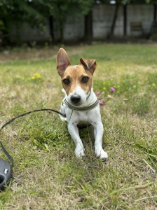 BOBI