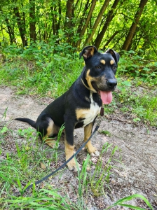 ROMEO