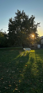 BALU